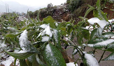 Huyện Bát Xát (Lào Cai) là một trong những nơi \'hứng chịu\' sự khắc nghiệt của thiên nhiên nhiều nhất với tuyết rơi dày 3 ngày không dứt.